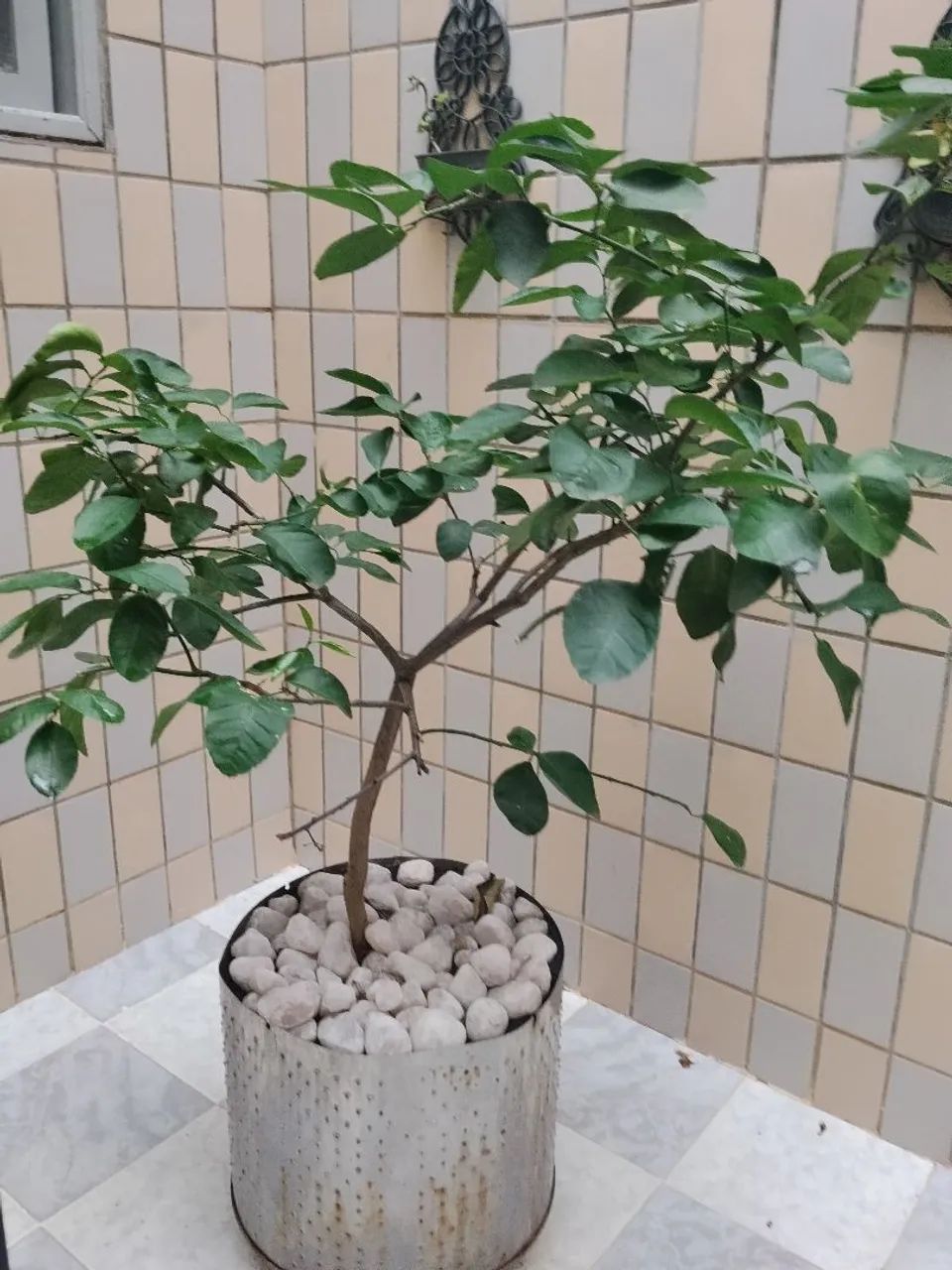 Limoeiro  - Foto 3
