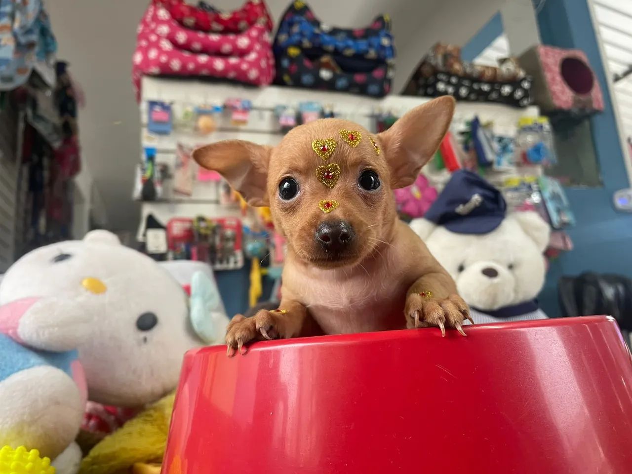 Pinscher miniatura  - Foto 2
