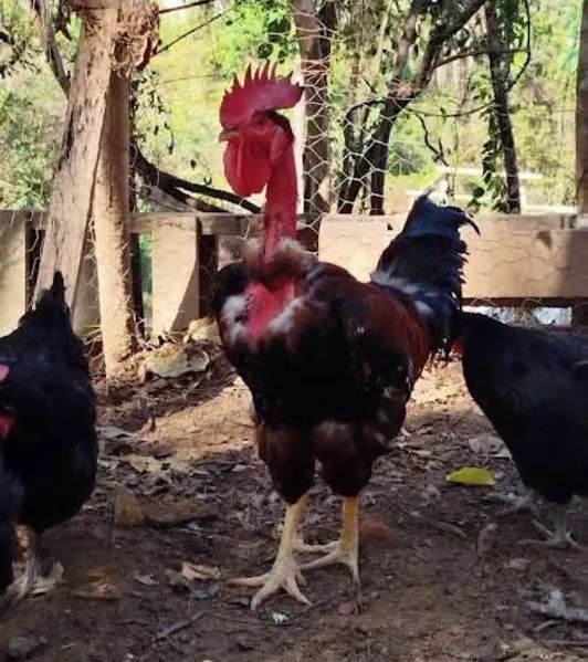 OVOS GALADOS/FERTEIS DE GALINHAS CAIPIRA MELHORADA.. - Foto 2