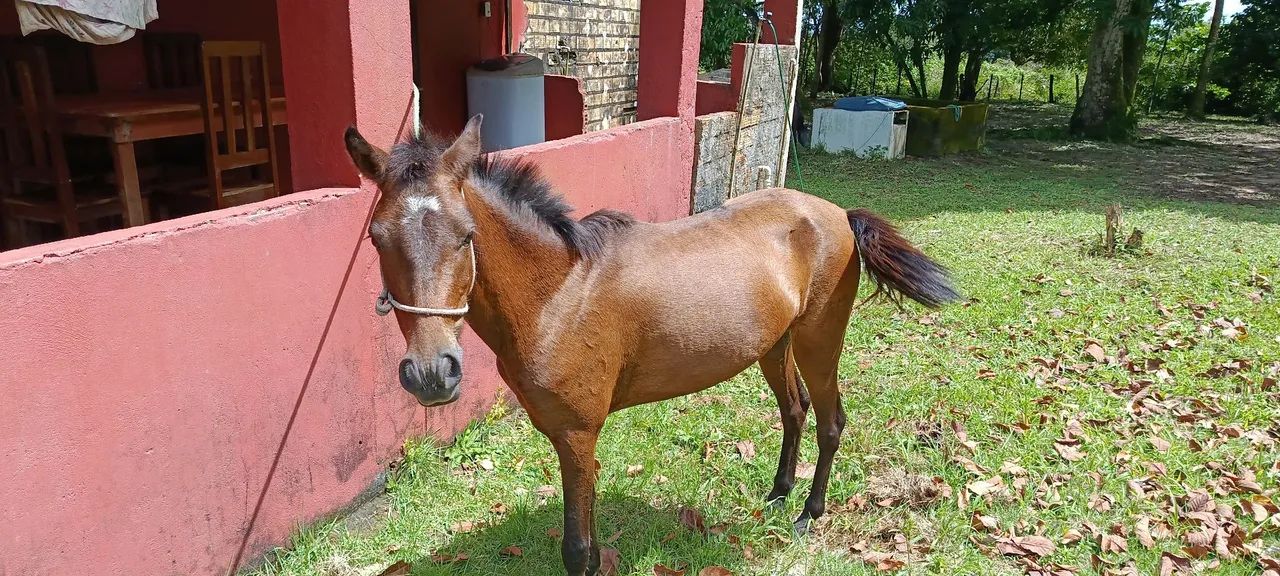 Poldra nova, muito bonita - Foto 2