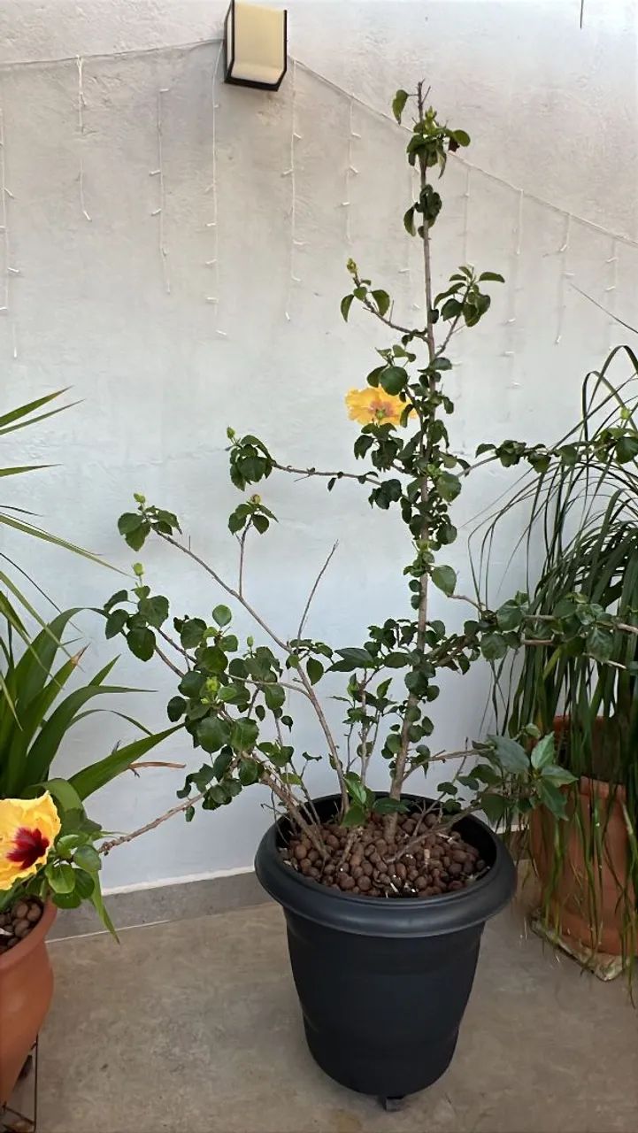 Plantas  - Foto 5