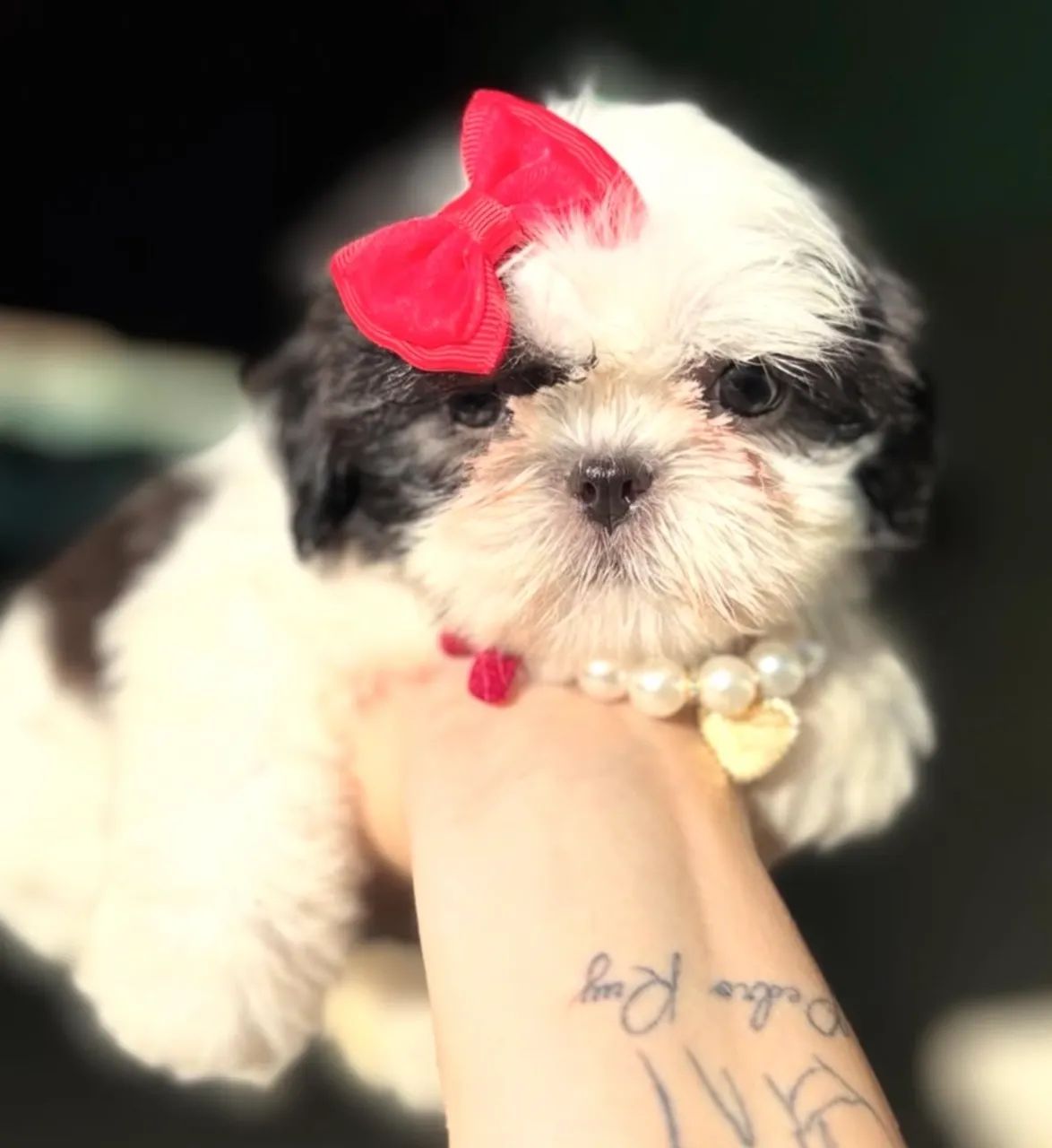 Vendo shih tzu fêmea micro, com pedigree e vacinas em dias 
