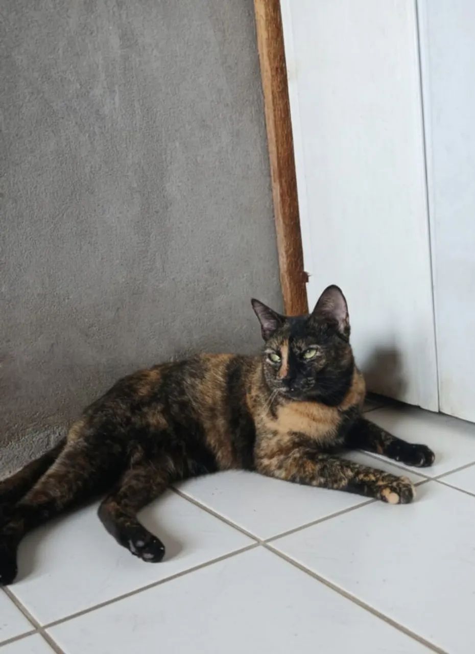 Linda gatinha para adoção responsável