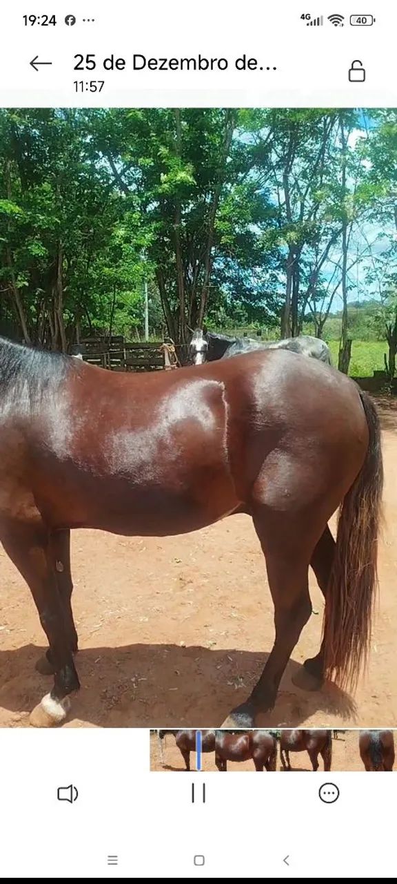 Cavalo marcha batida pra pessoas exigentes  - Foto 4