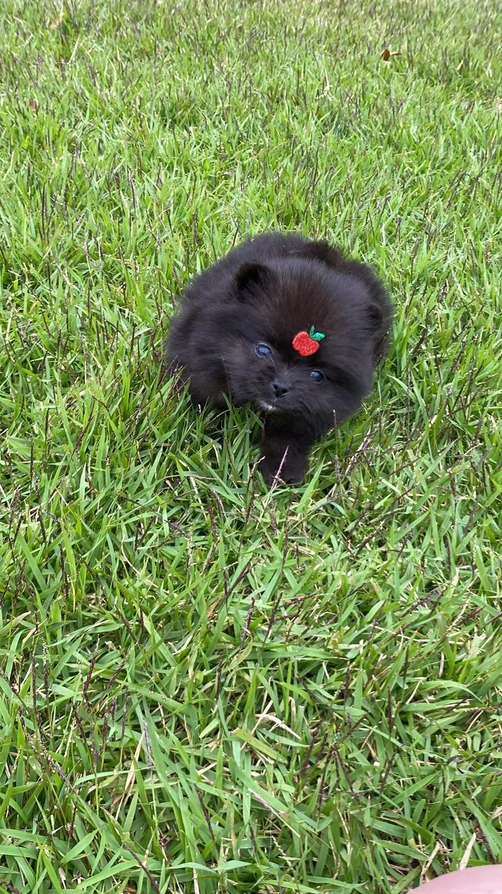 Lulu da Pomerania Black com pedigree CBKC  - Foto 3