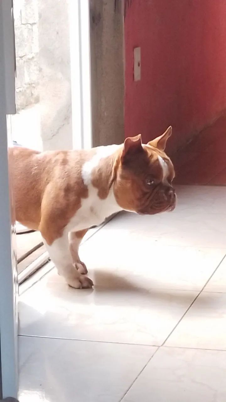 Estou doando american bully micro macho merlin com 1 ano  - Foto 5