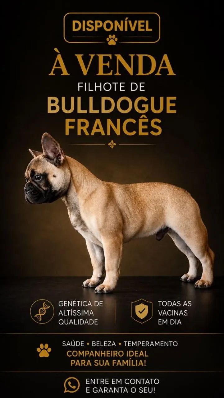 Vendas de Buldogue francês  - Foto 2