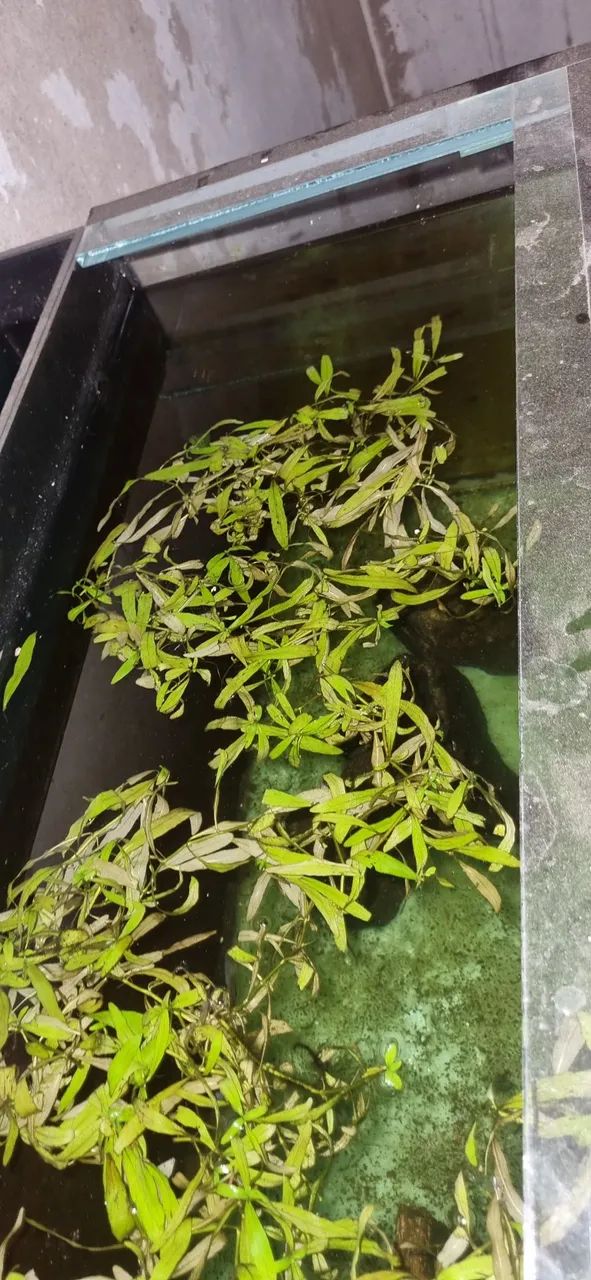 Vende se aquário 225 litros  - Foto 3