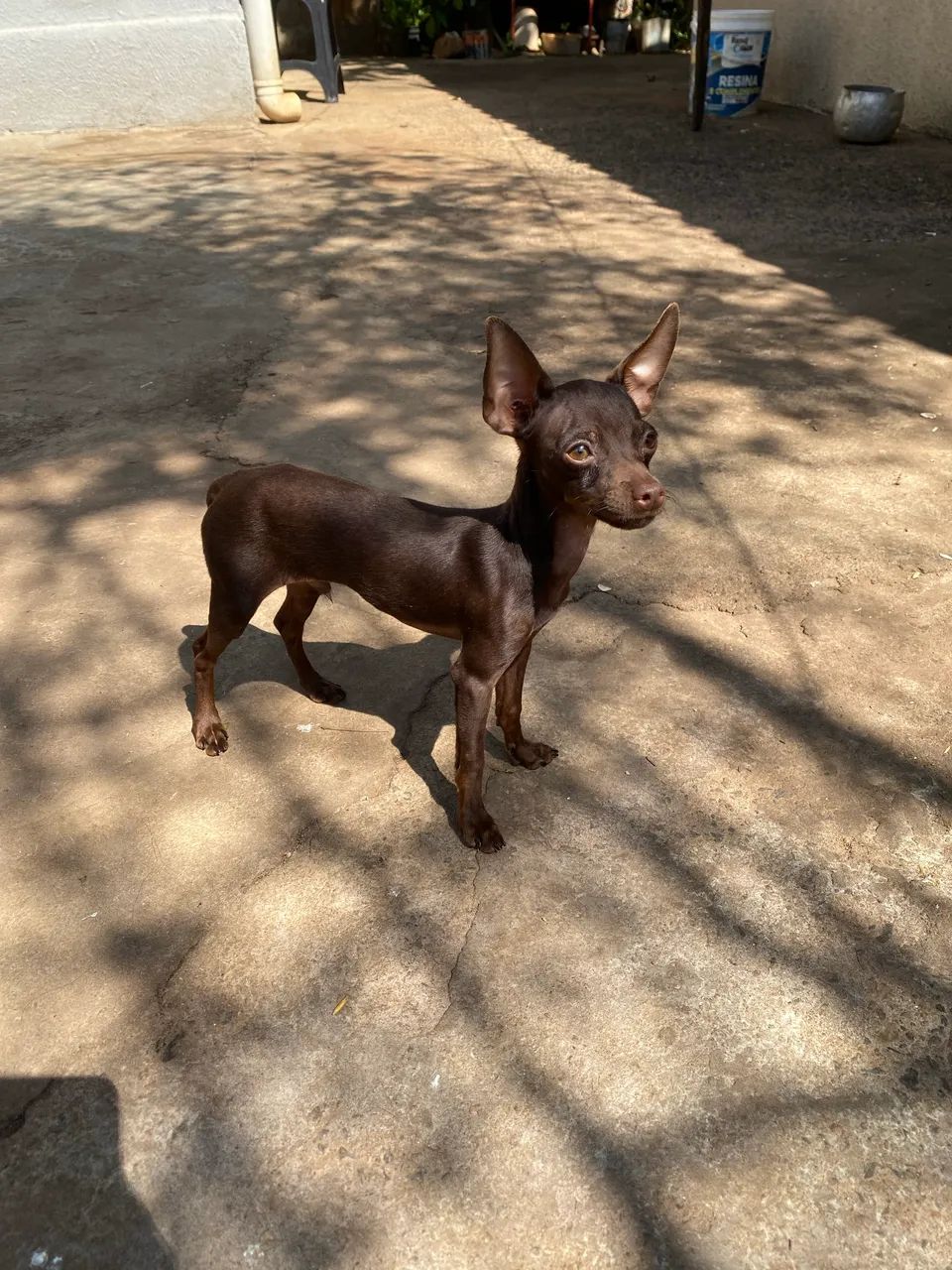 Pinscher chocolate 