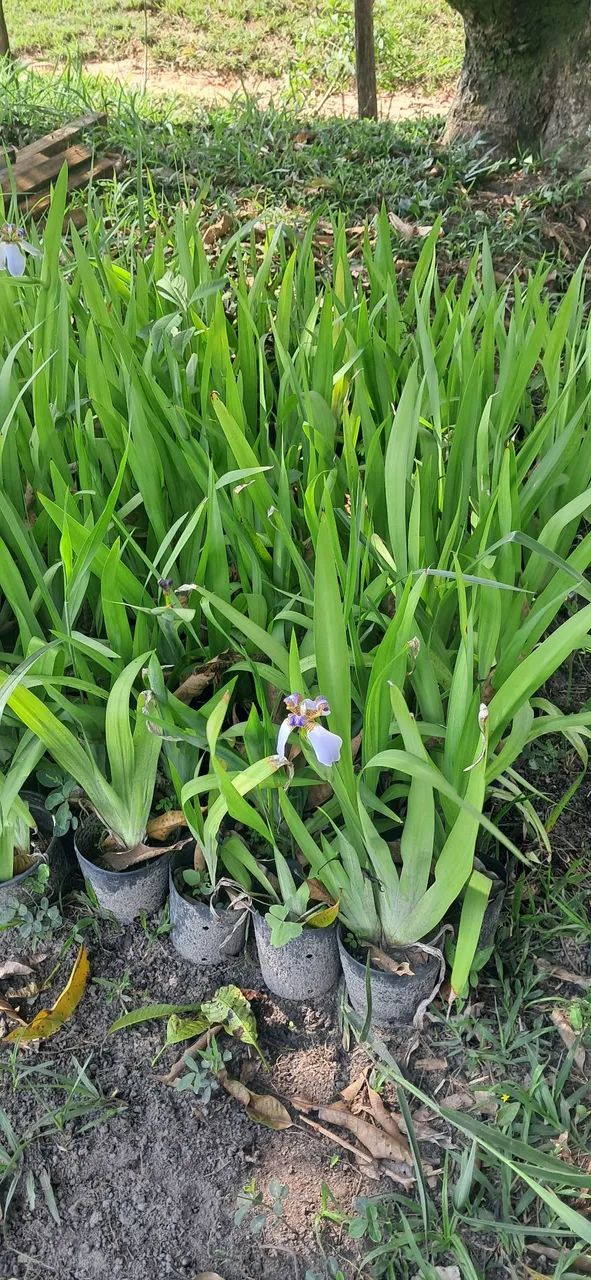 Falsa iris azul - Foto 2