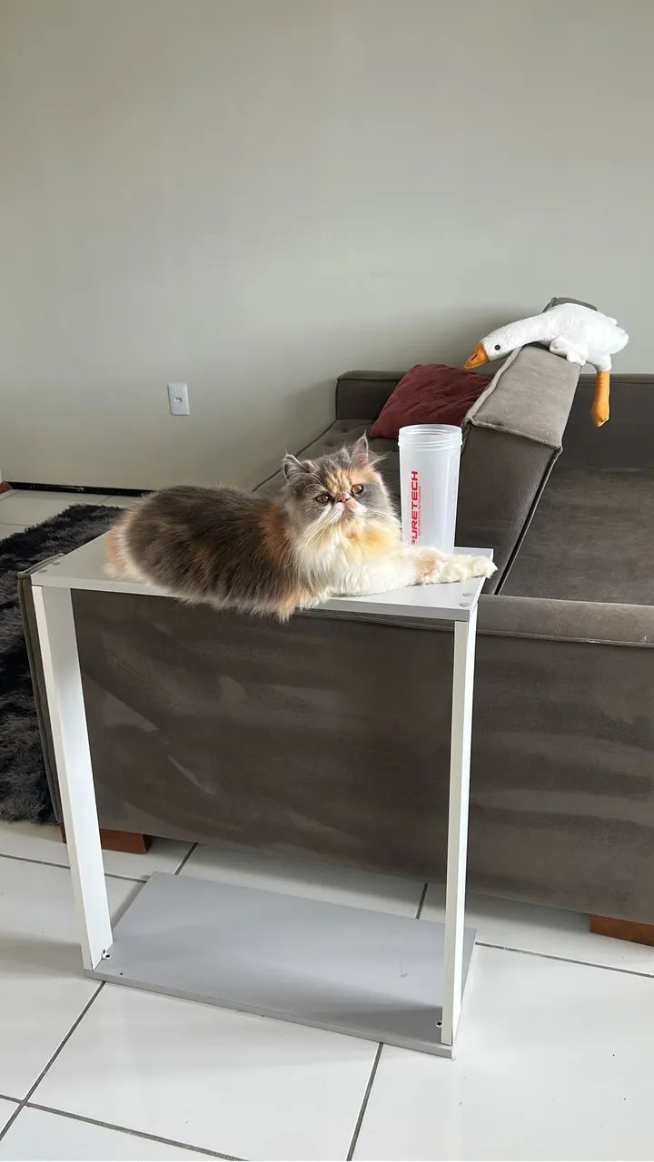 Gata persa 