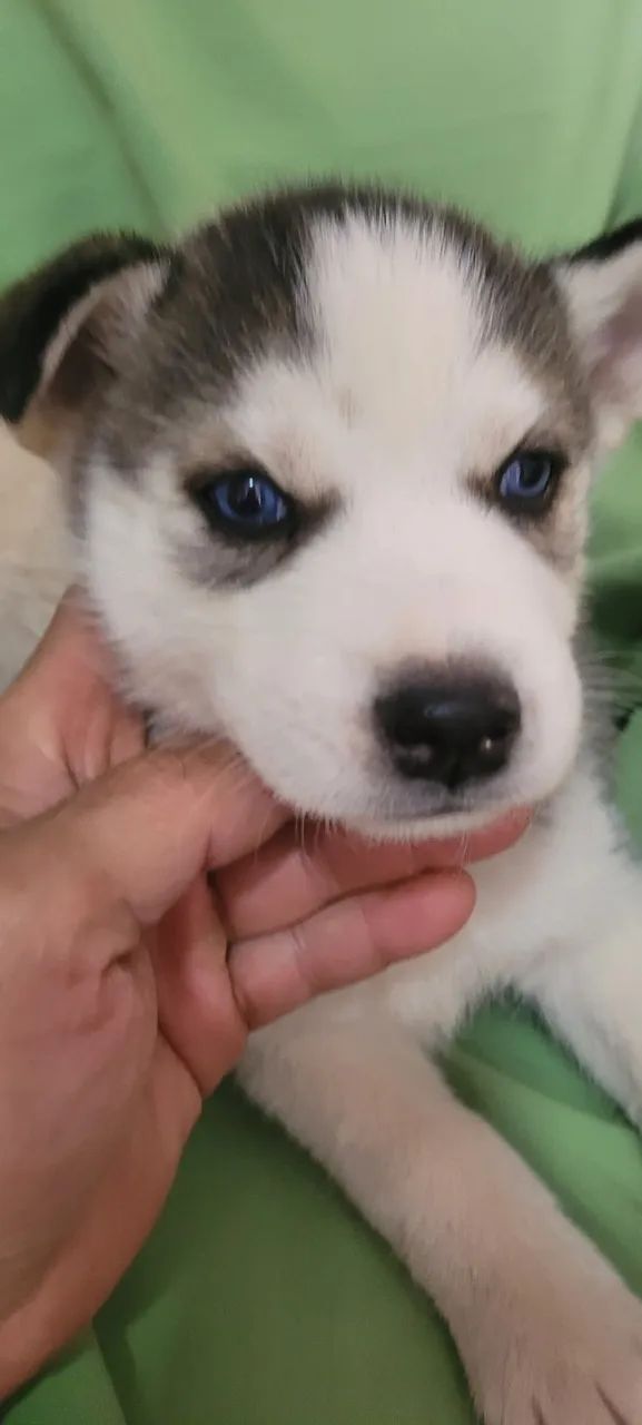 HUSKY SIBERIANO  - Foto 3