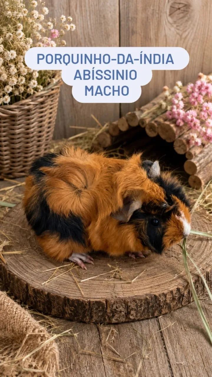 Porquinho da índia  - Foto 2