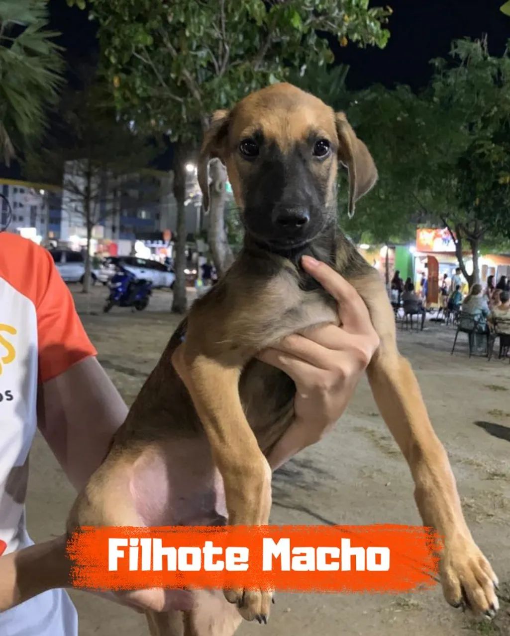 Filhotes disponíveis  - Foto 5