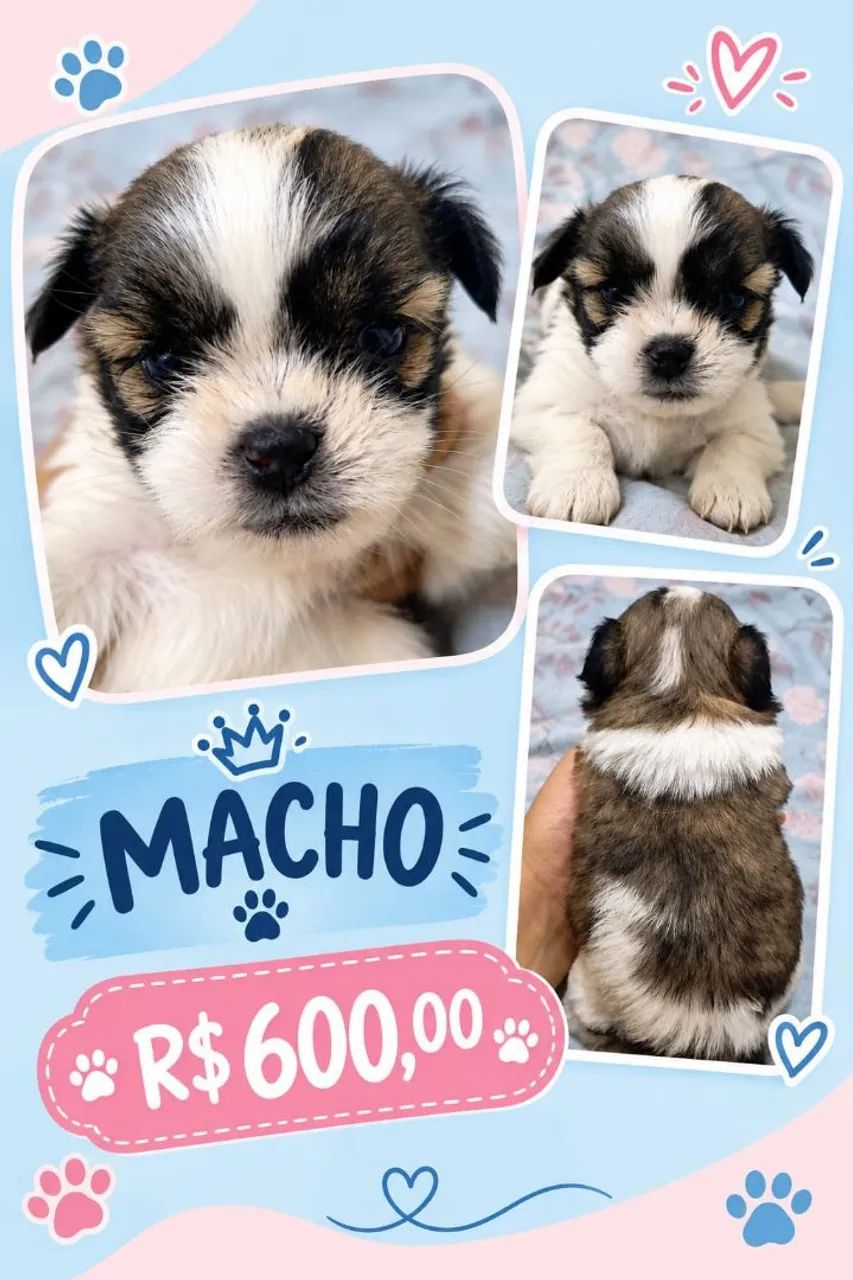 Filhotes shitzu machos  - Foto 4