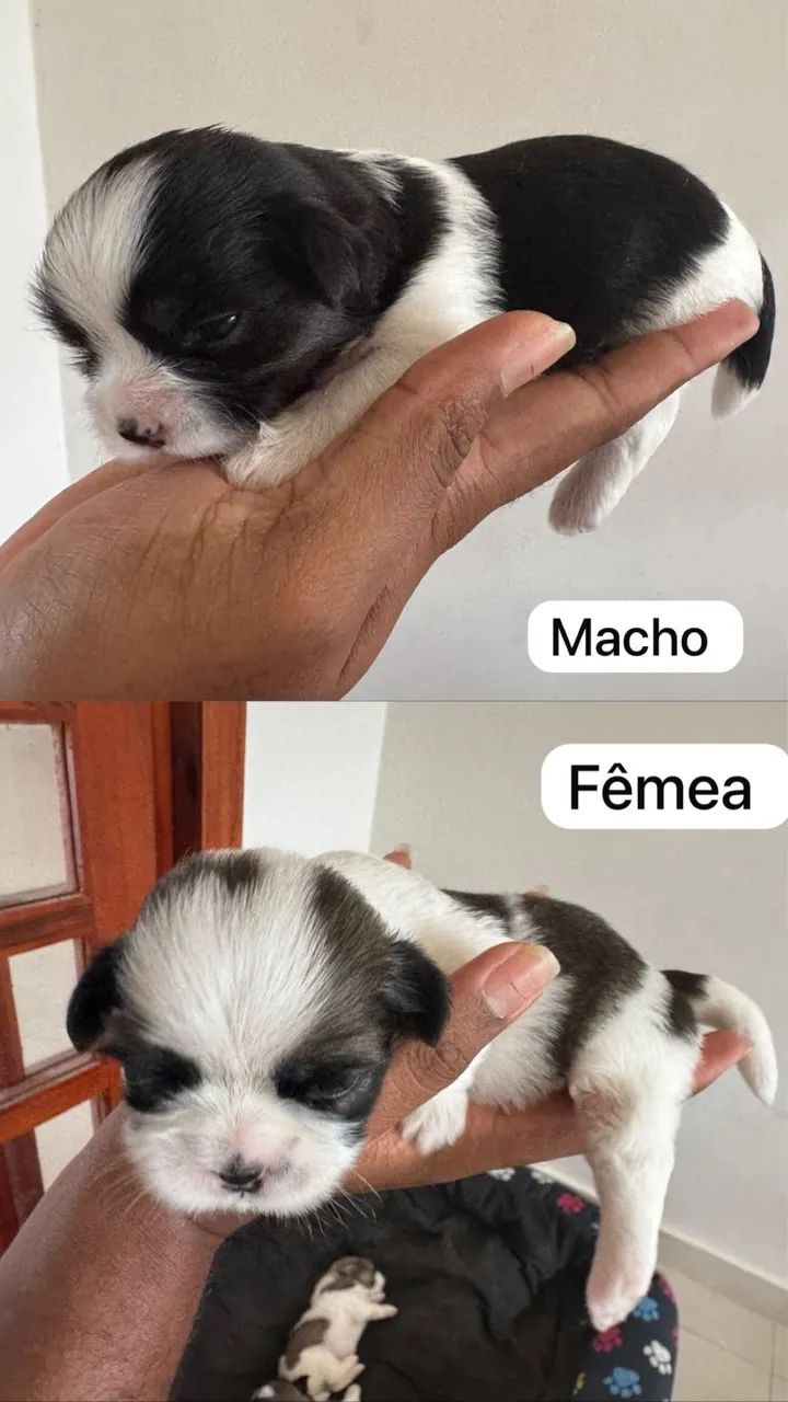 Filhotes de shitzu  - Foto 3