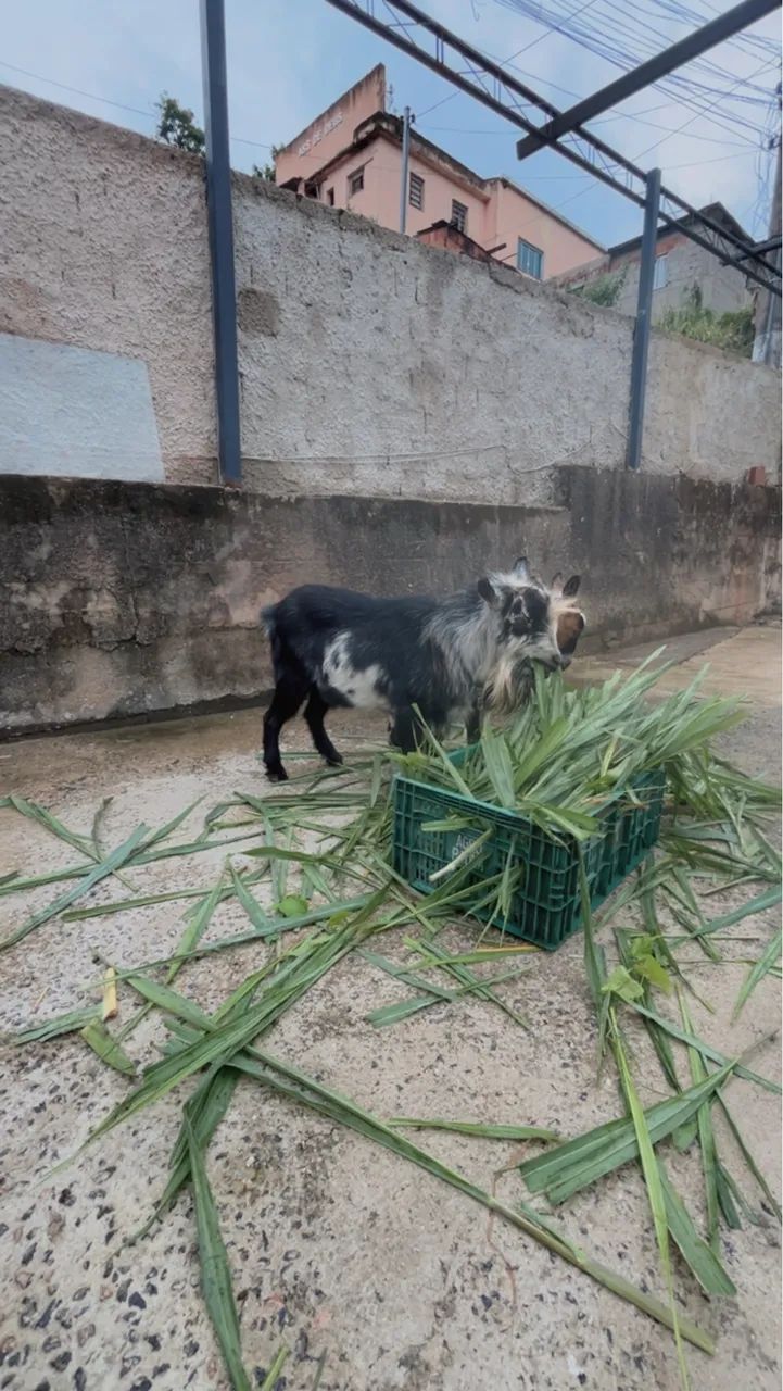 Mini cabrito  - Foto 2