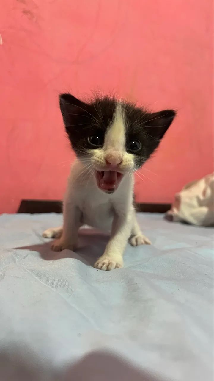 Gatos 