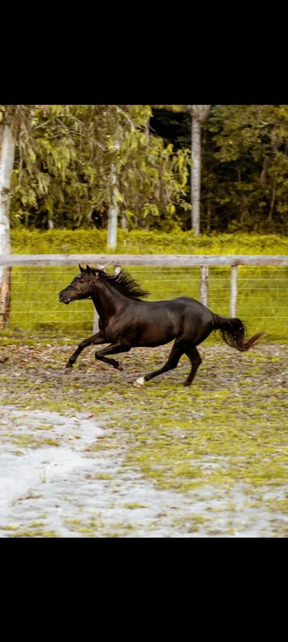 Cavalo a venda  - Foto 3