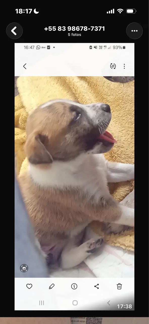 Lindas cachorrinhas para adoção  - Foto 3