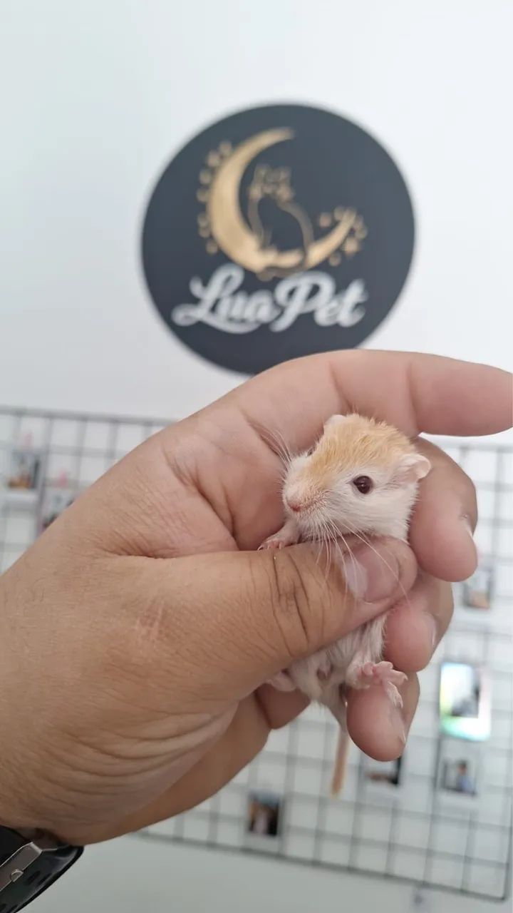 Gerbil - Foto 3