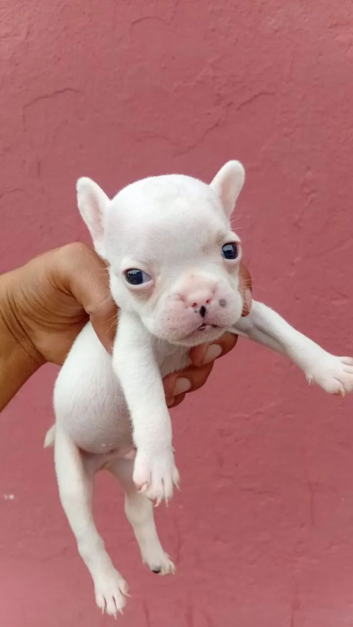 Tenho - Foto 2