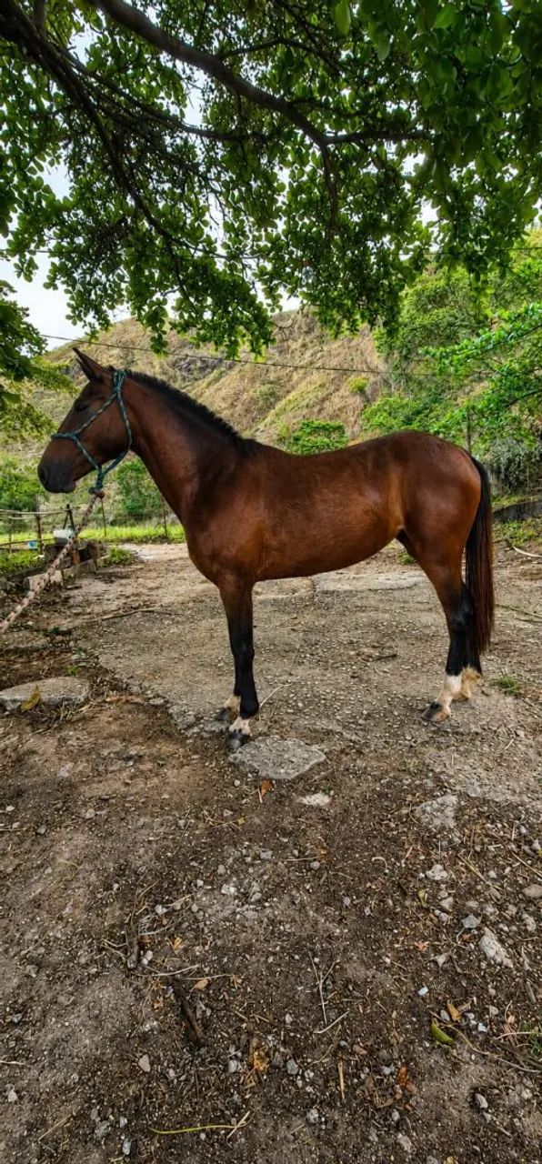 Égua a venda  - Foto 2