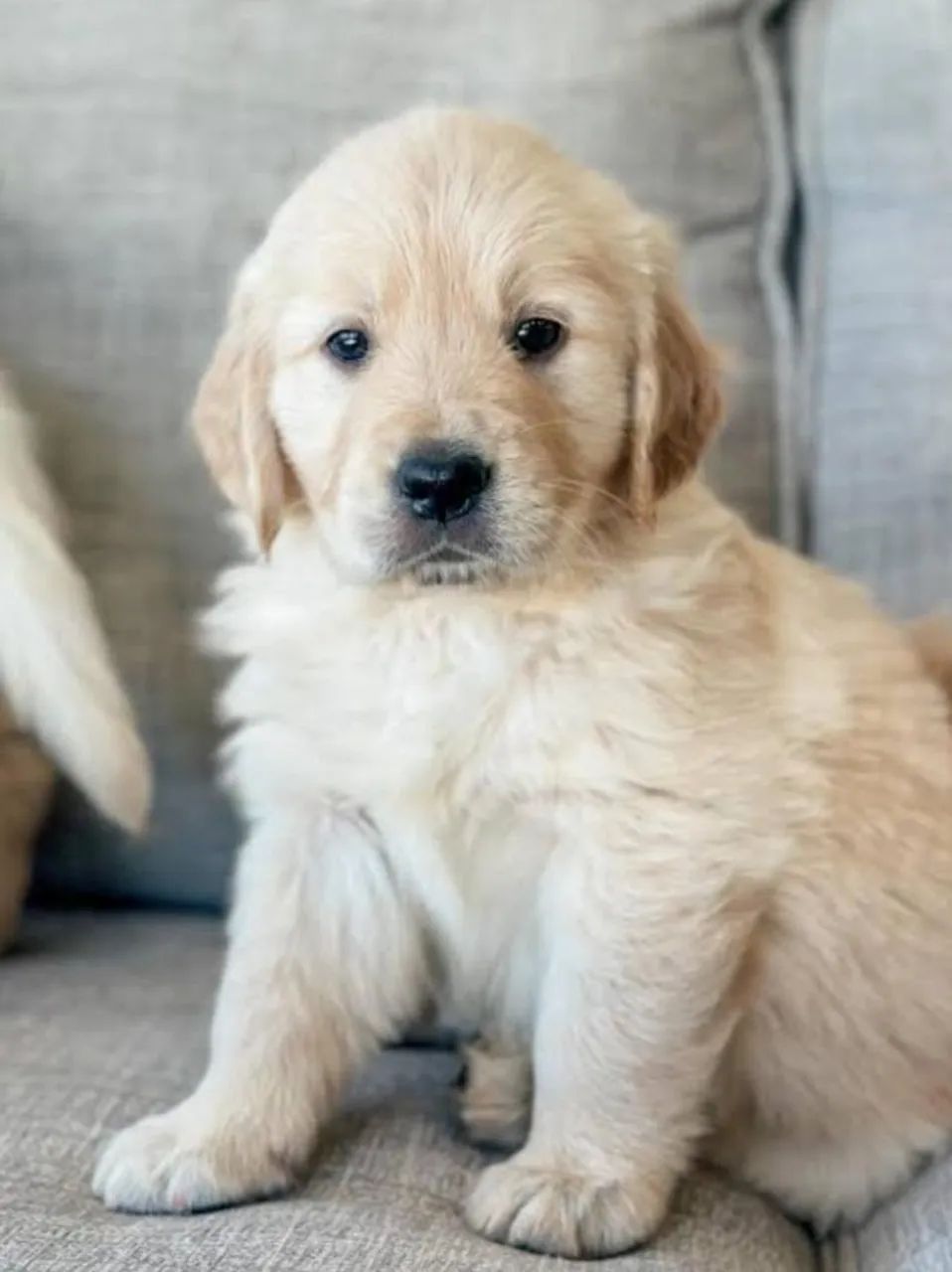 Golden Retriever Filhotes Super Inteligentes e Obedientes. 