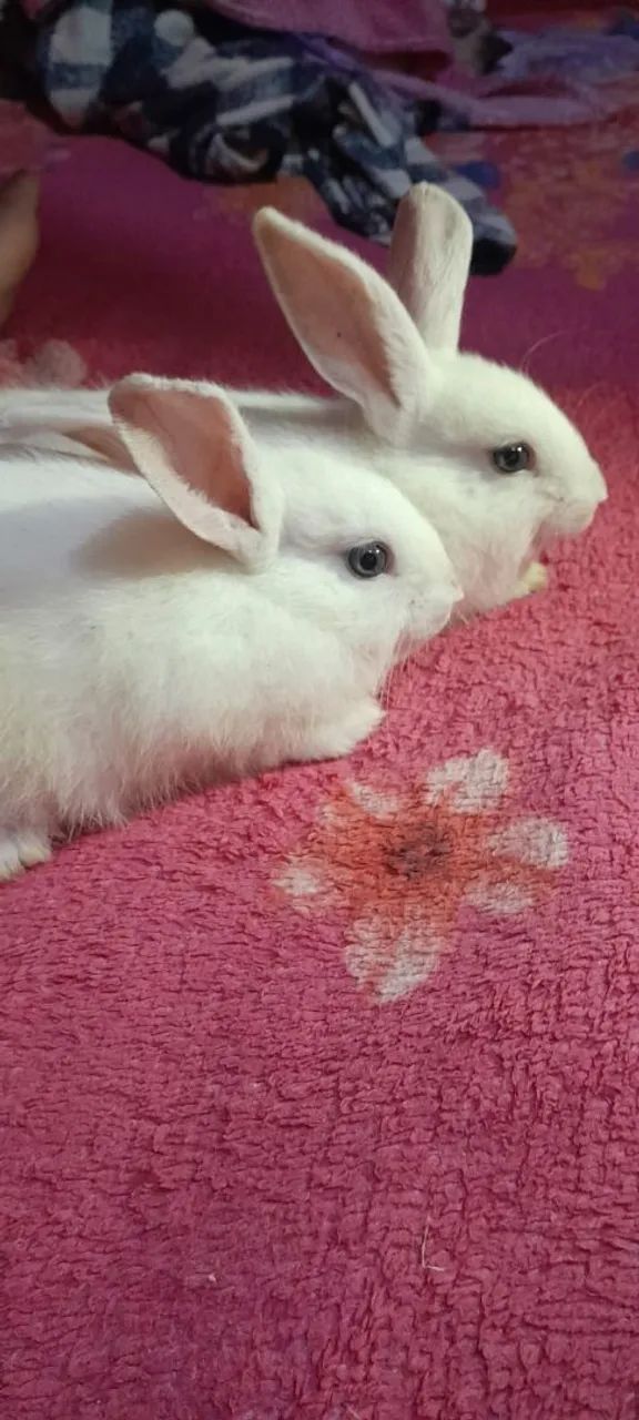Coelhos  - Foto 2