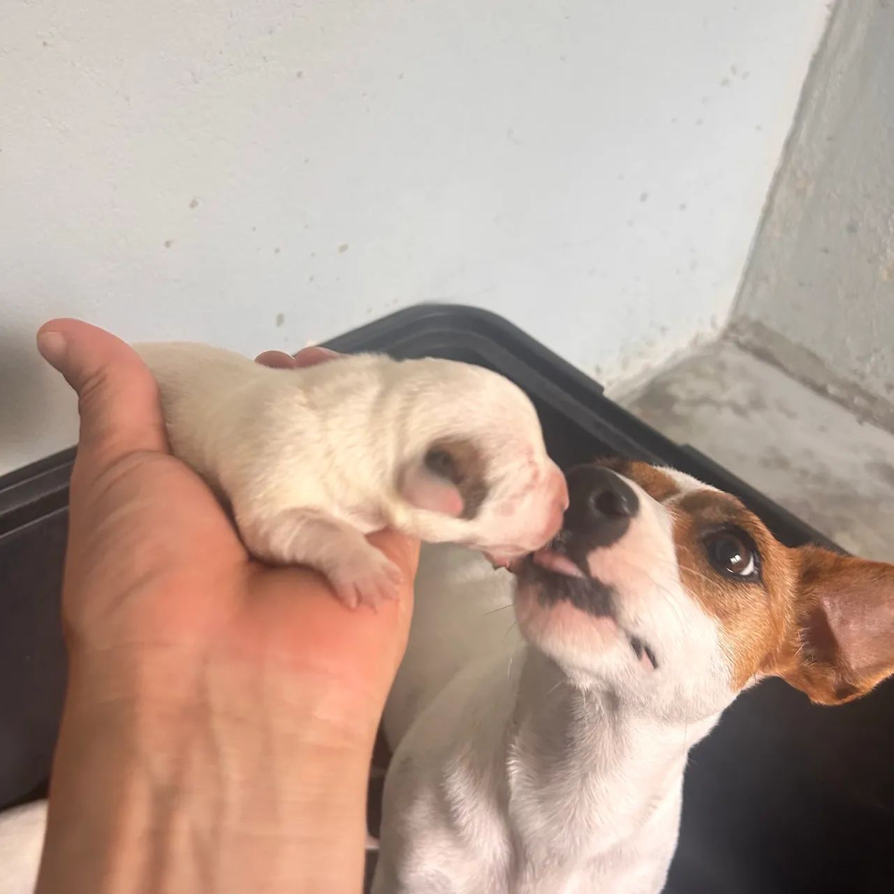 Jack Russel  - Foto 2