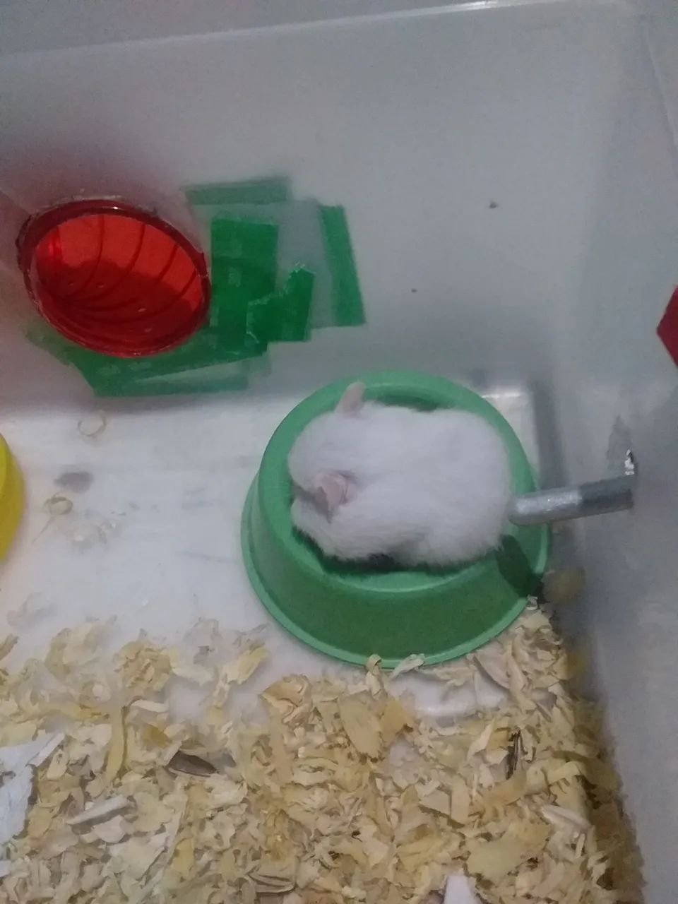 Vende-se filhote de hamster angorá 