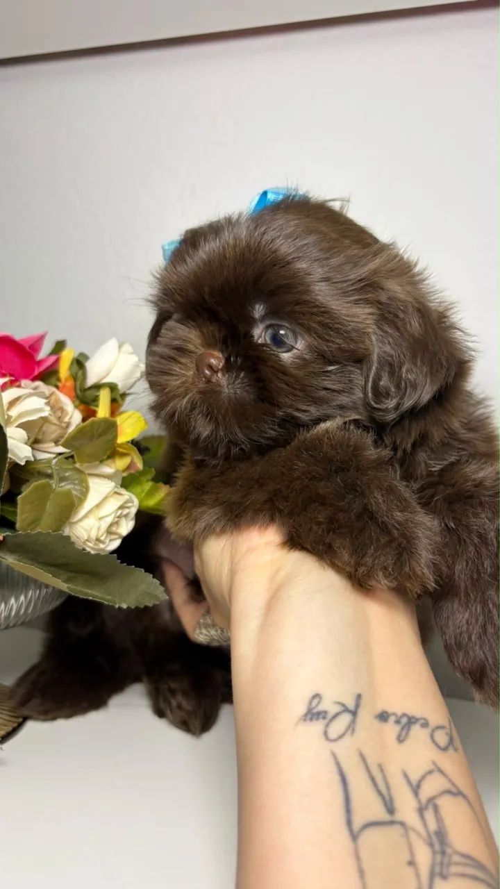 Shih tzu - Foto 2