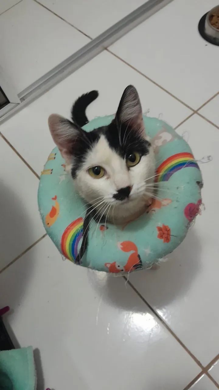 Gata - Foto 2