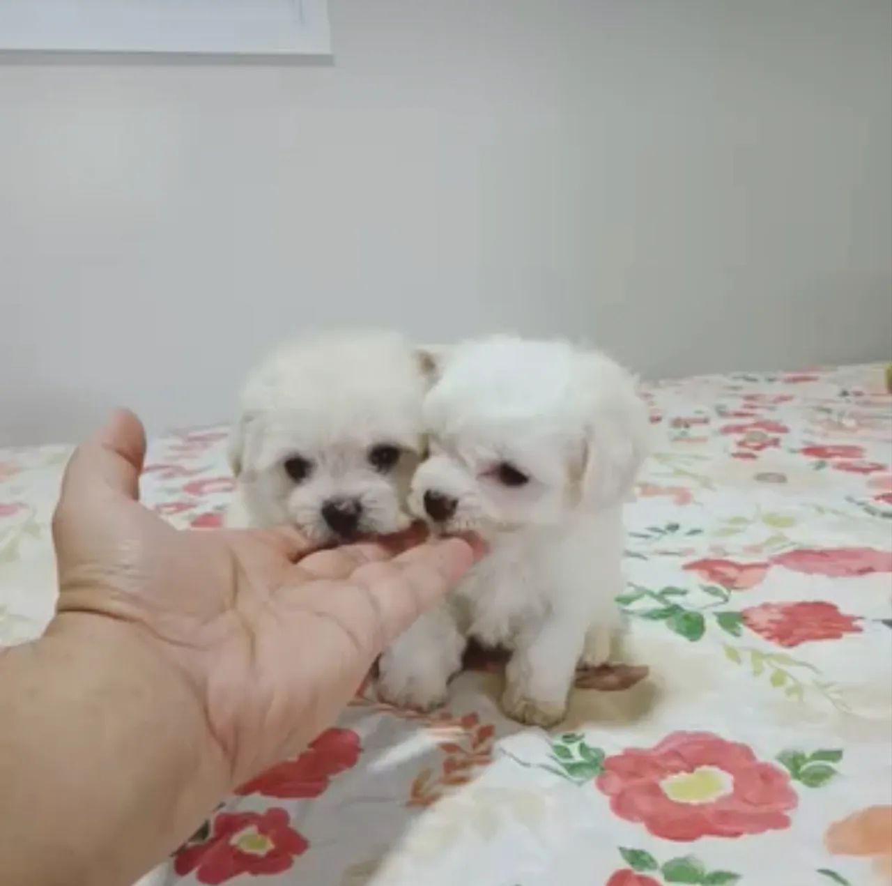 Maltês miniatura 