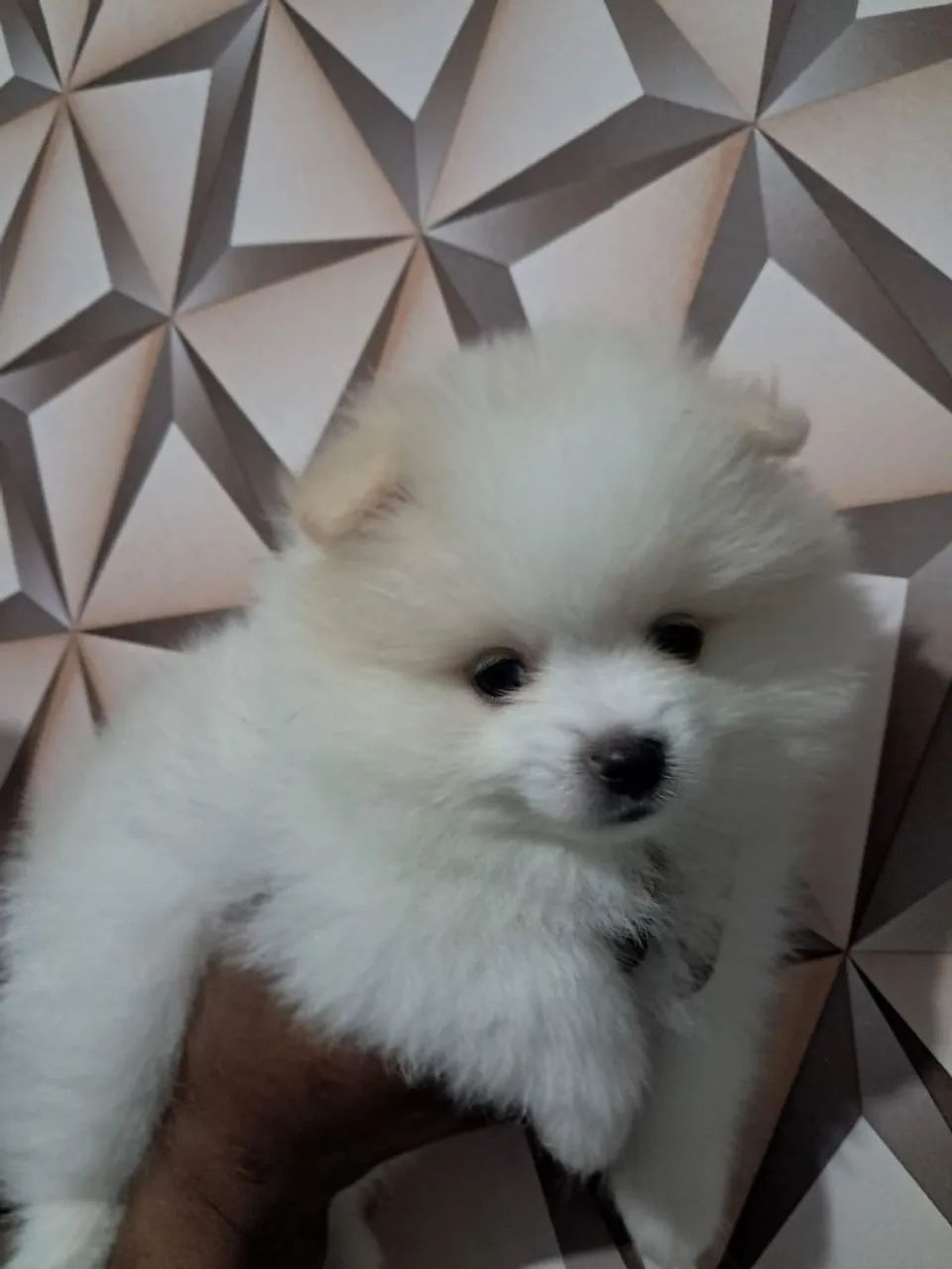 Lulu da Pomerânia macho 