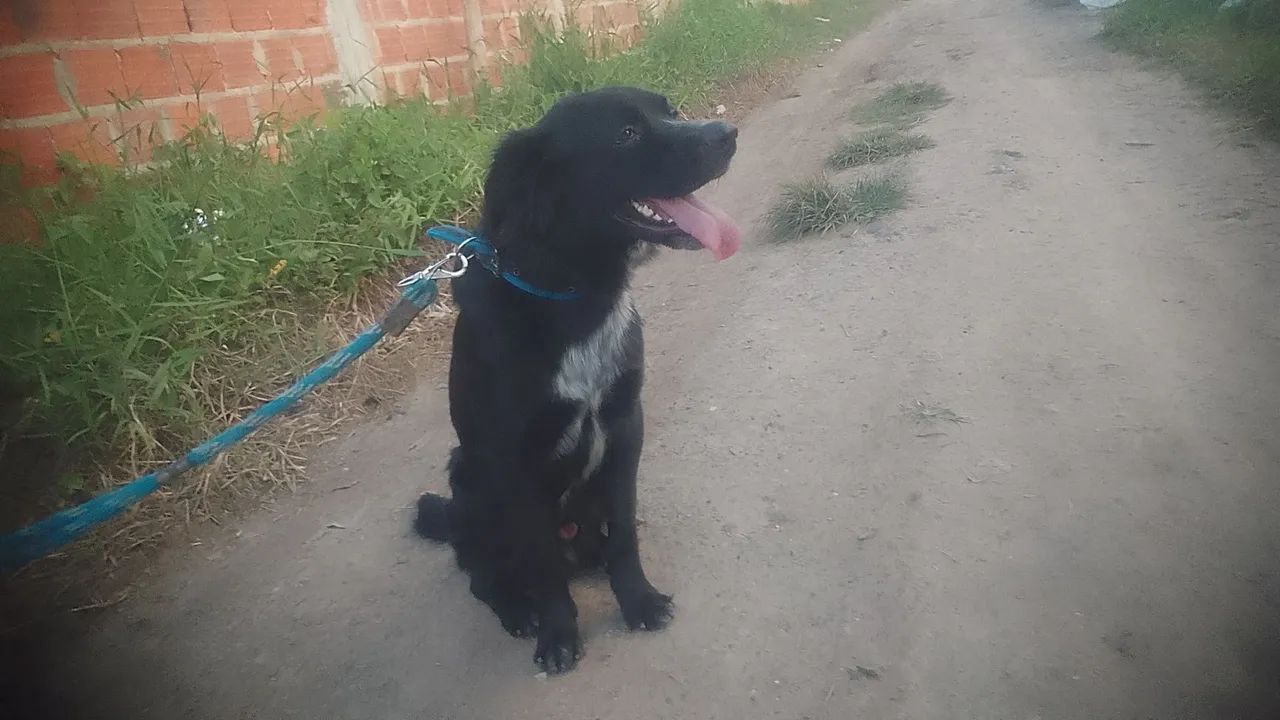 Cachorro 