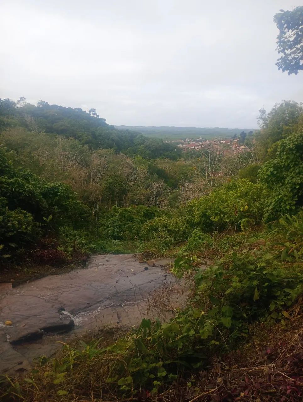 Roça 8 hectares e meia 