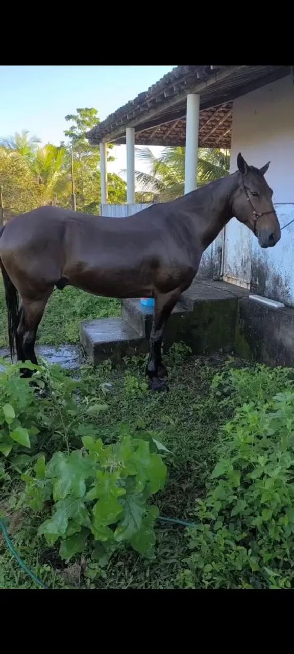 Cavalo bom de tudo  - Foto 3