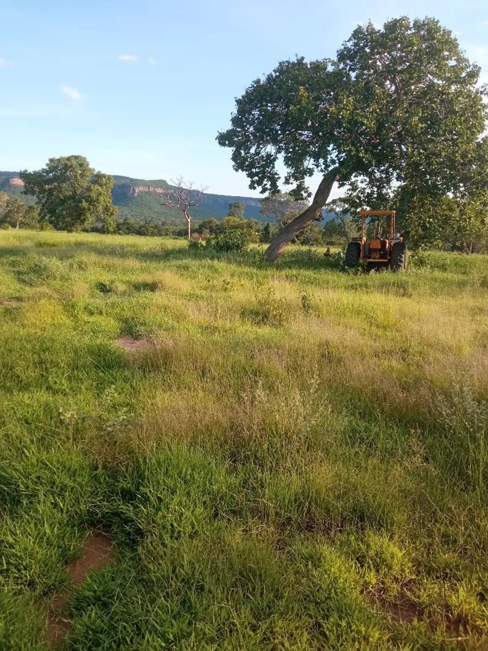 Fazenda pastagem rio verde MS arrendamento  - Foto 2