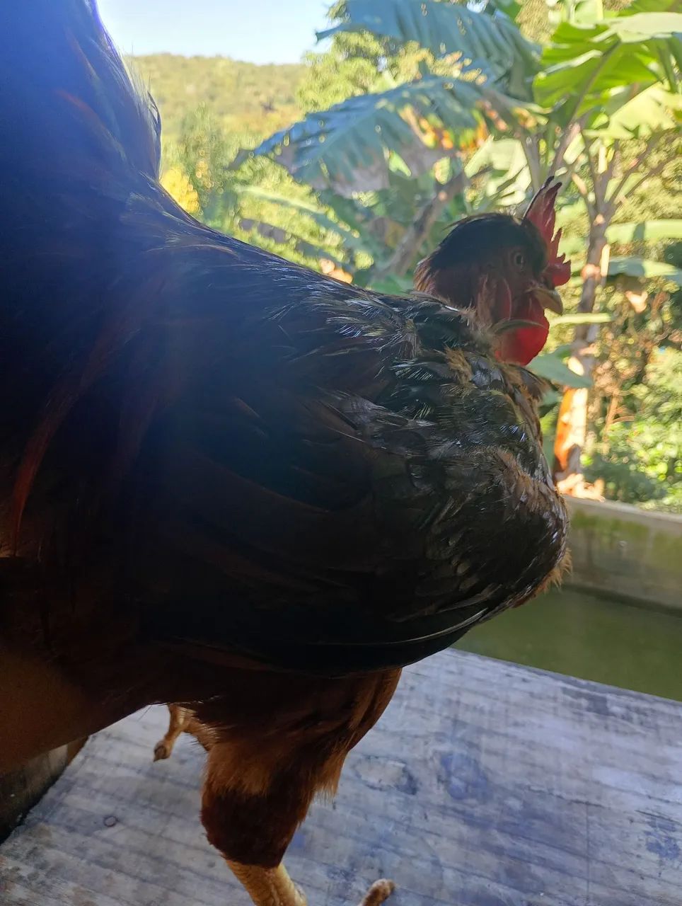 Galo  - Foto 4