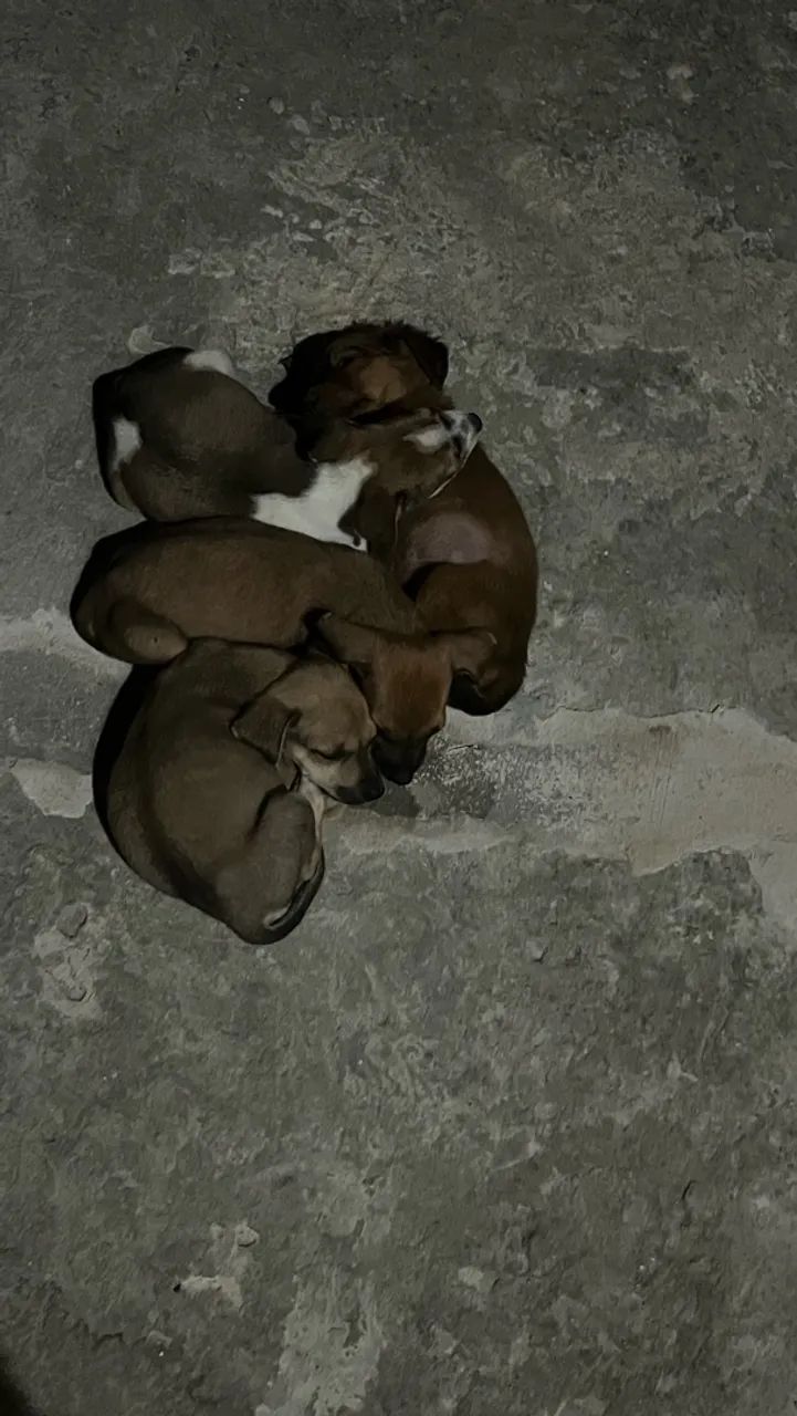 filhotes de cachorro  - Foto 2