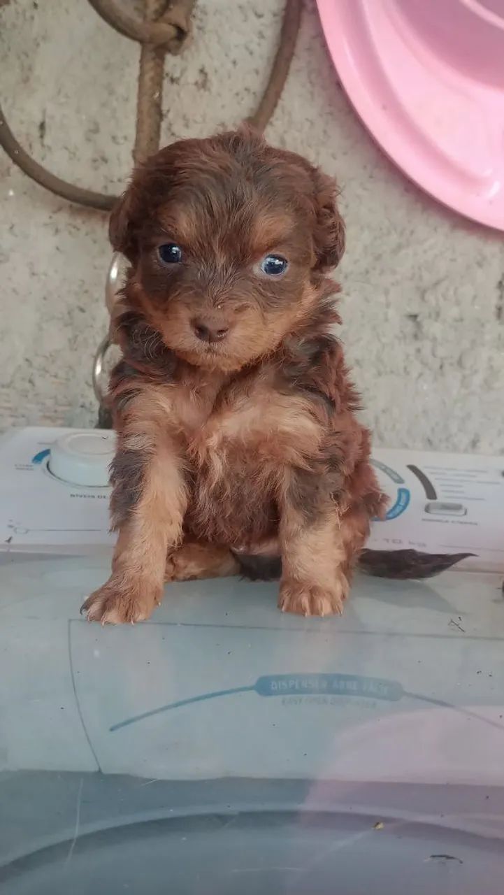 Shitzu 