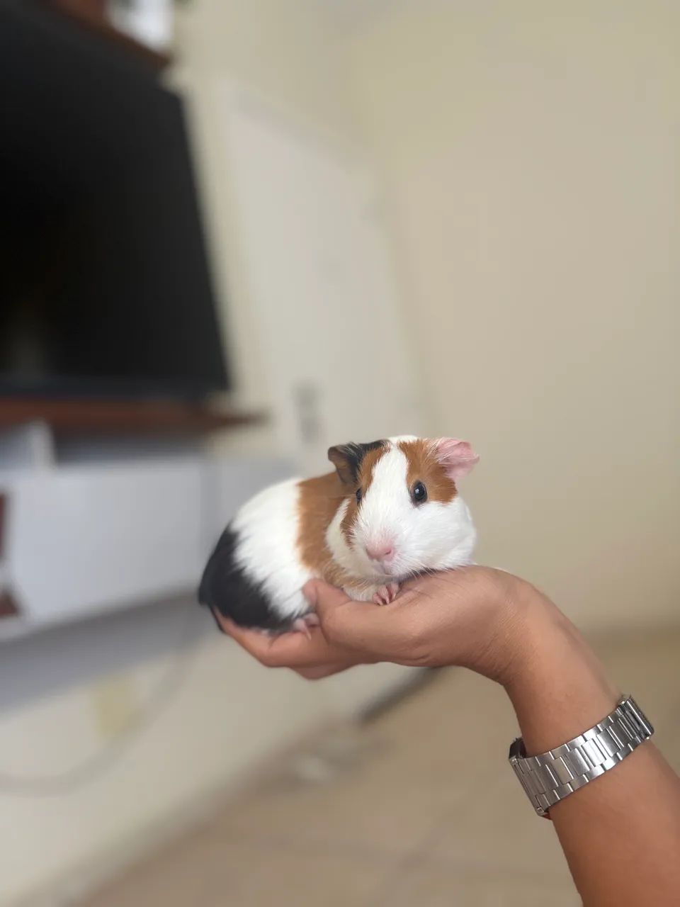 Cercado 60x90 com todos os acessórios + porquinho da índia  - Foto 2