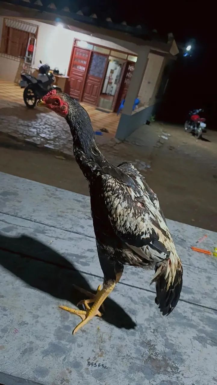 Frangos indianos 