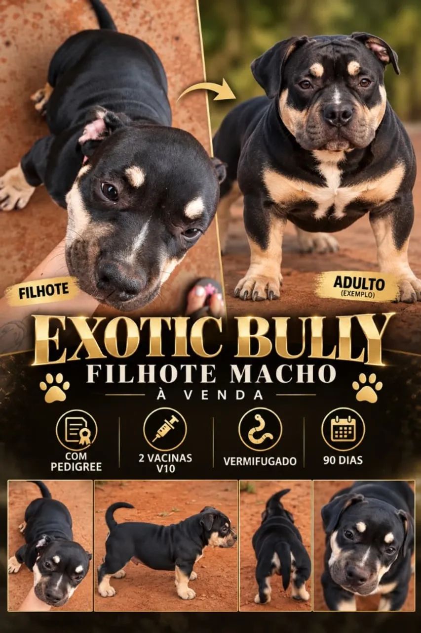 Cachorro