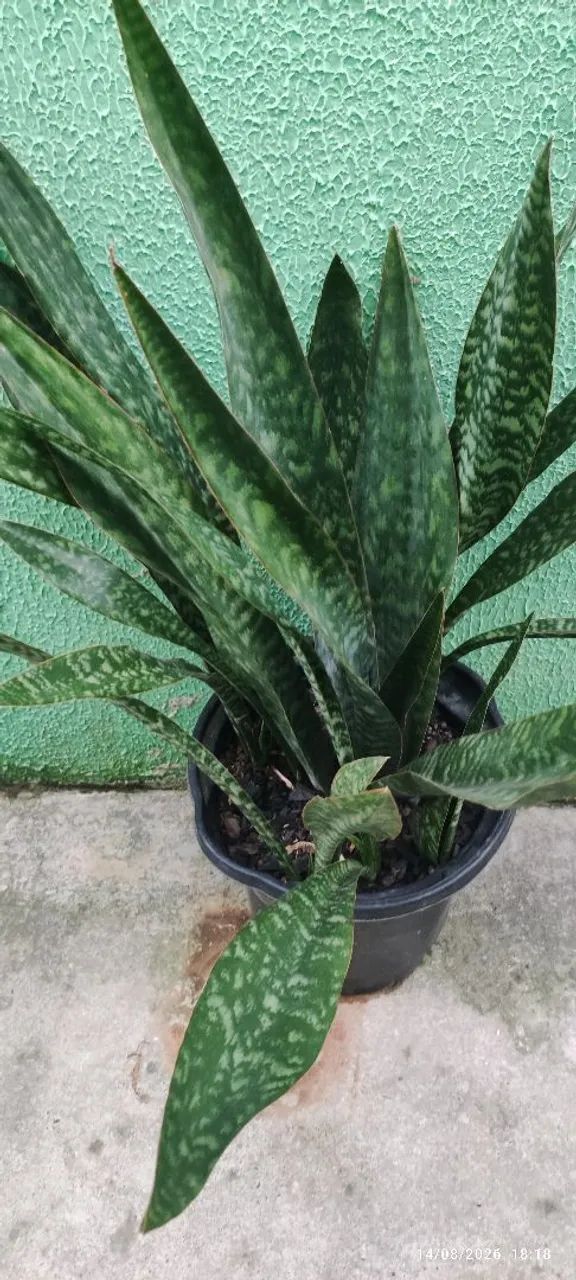 Plantas diversas  - Foto 3