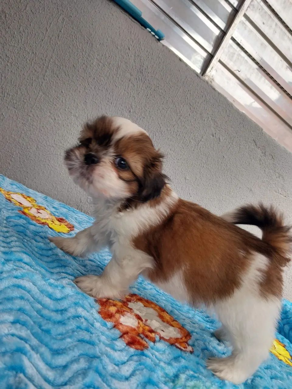 Shih-tzu Macho e Fêmea  - Foto 4