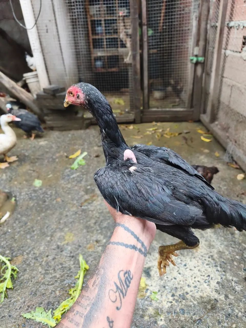 Vendo frangas e frango índio  - Foto 5
