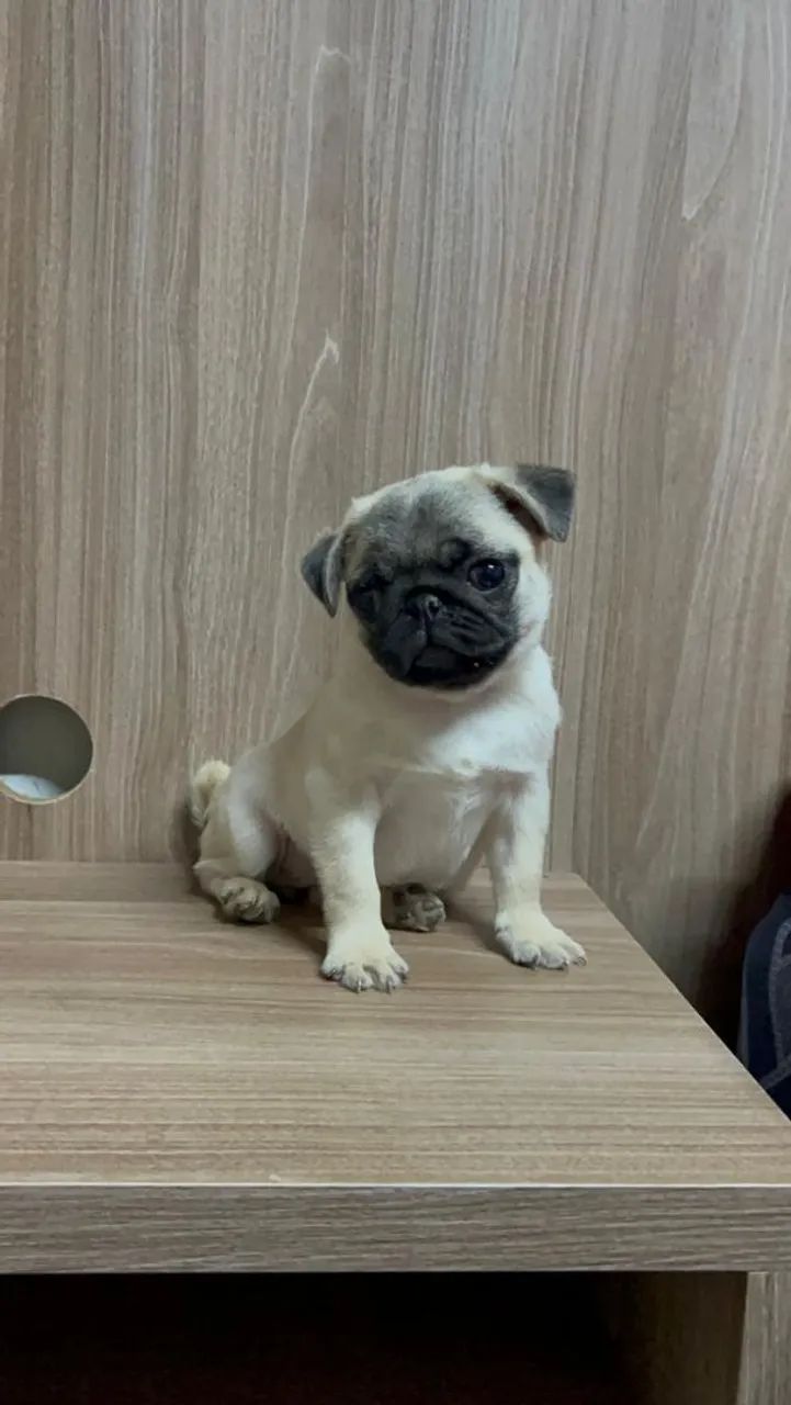 Fêmea de Pug  - Foto 2
