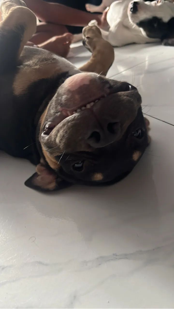 American bully  - Foto 3